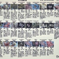 汐入公園、桜マップーⅱ