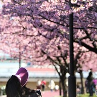 輝く桜色、、、。