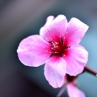 アーモンドの花⑧