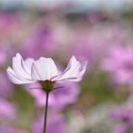 花を賞するに慎みて離披に至る勿れ not always
