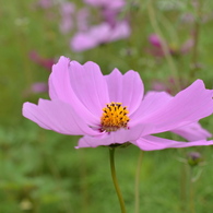 花に風。