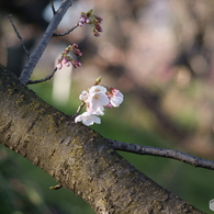 幹に咲いた桜