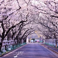 知覧平和公園の桜並木