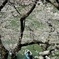 spring for tokyoites 2018