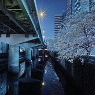桜を撮るのは難しい...②