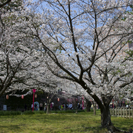 和歌山城の桜 #1