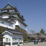 和歌山城の桜 #3