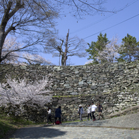 和歌山城の桜 #4