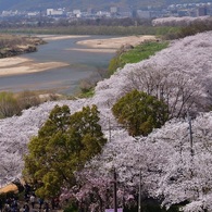 背割堤の桜③