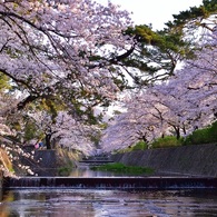 朝日と桜(夙川河川敷)