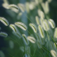 朝が来る