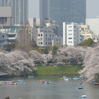 桜・皇居#7