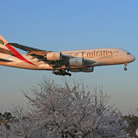 「青空」 桜と✈エミレーツ・エアバス✈A380 やはりデカイ!