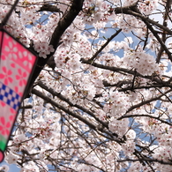 桜祭り