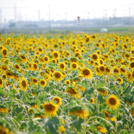 さよなら　夏。