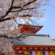 中山寺の桜２