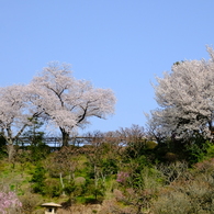 中山寺梅林公園にて７