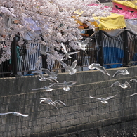 桜に群れる１