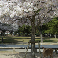 桜と鹿 #1