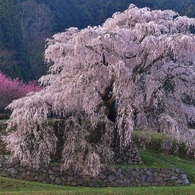 日の出後の又兵衛桜Ⅰ