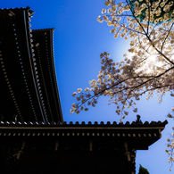 ～京都 桜　知恩院～