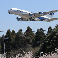 [青い空]　さ く ら! 電 線!　北 に 行 く ?