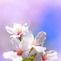 ～京都 桜　円山公園～