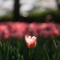 tulip..♡
