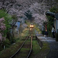 桜のトンネル