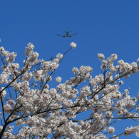 ☀「青い空」が一番 さくらの上を☮通過しました☮