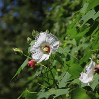 夏の花