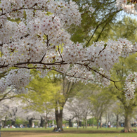 桜・代々木公園#2