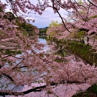 濠桜