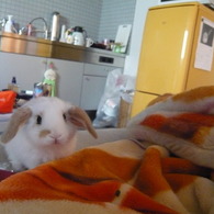 引っ越したての部屋と飼い主と私