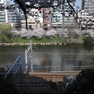 新見附濠の桜