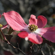 花水木3
