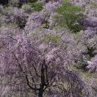 枝垂れ桜 #2