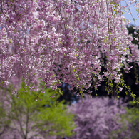 枝垂れ桜 #3