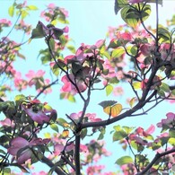 見上げると春のメロディ　（ハナミズキ）