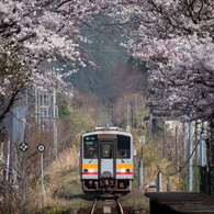 桜のトンネル