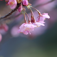 桜花酔夢譚