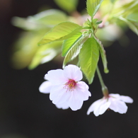 桜花酔夢譚その２
