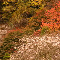 小原の四季桜