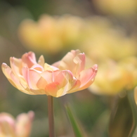 お花のてのひら