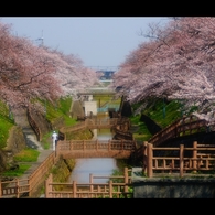 あらやさくら公園2