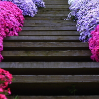 花の階段