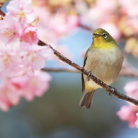 お花見ジーコ♪