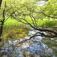 春の水