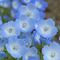 春の花