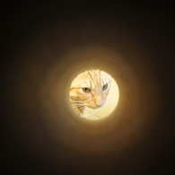 盗撮
